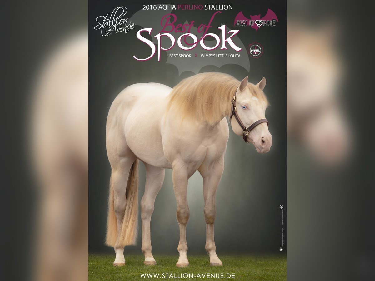BEST OF SPOOK Quarter horse américain Étalon Perlino in Laubbach
