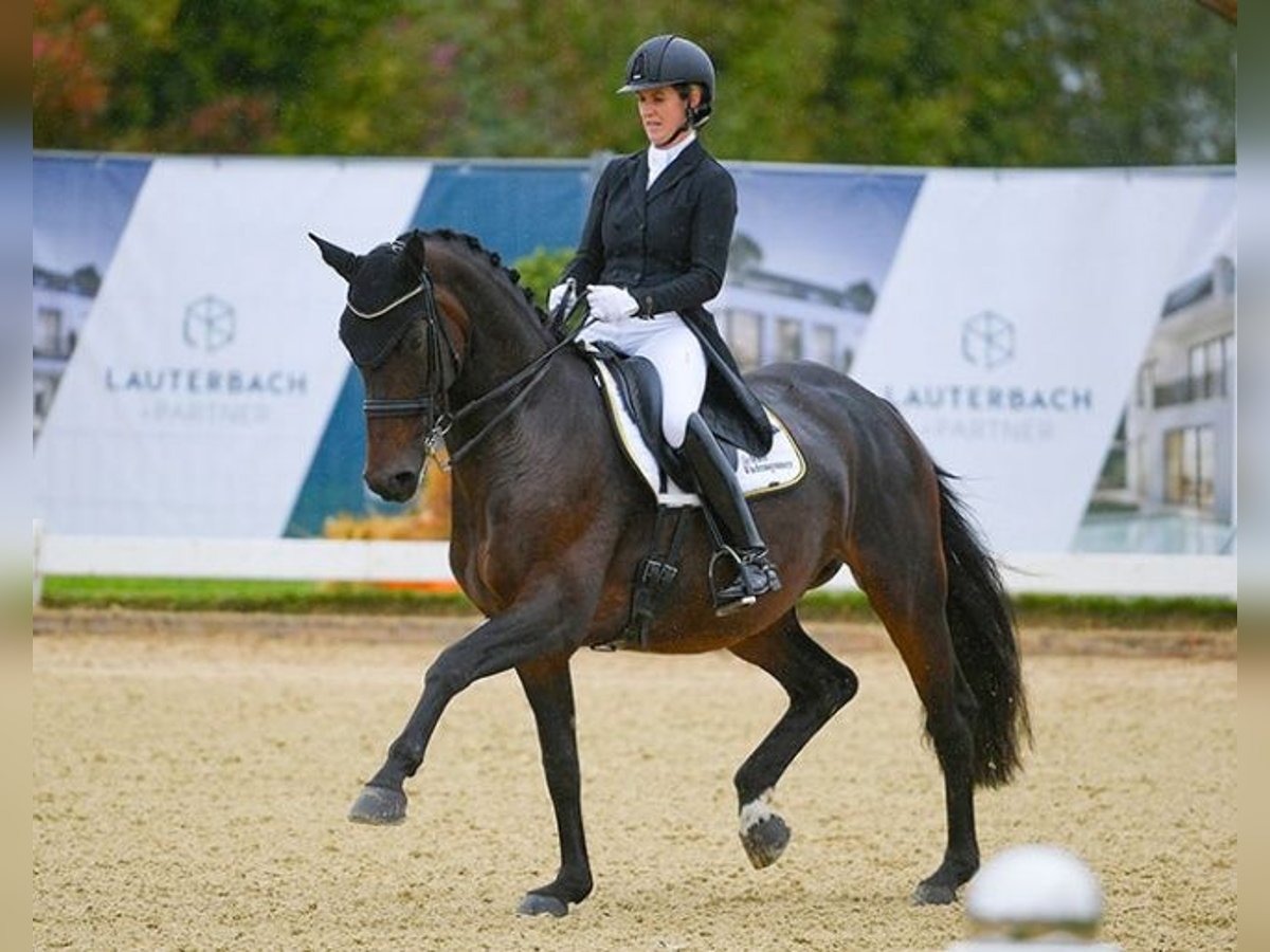 Hanoverian Mare 11 years 16,1 hh Brown in Rottenburg an der Laaber