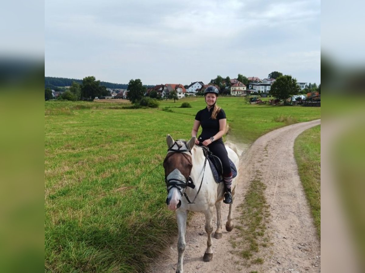 Bin auf der nach einer Reitbeteiligung 