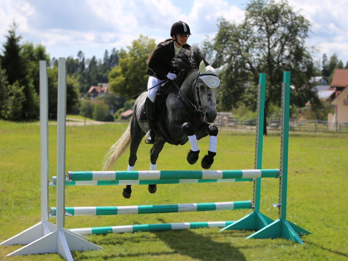 Birdmountain Younique Connemara Stallone Grigio in Dachsberg