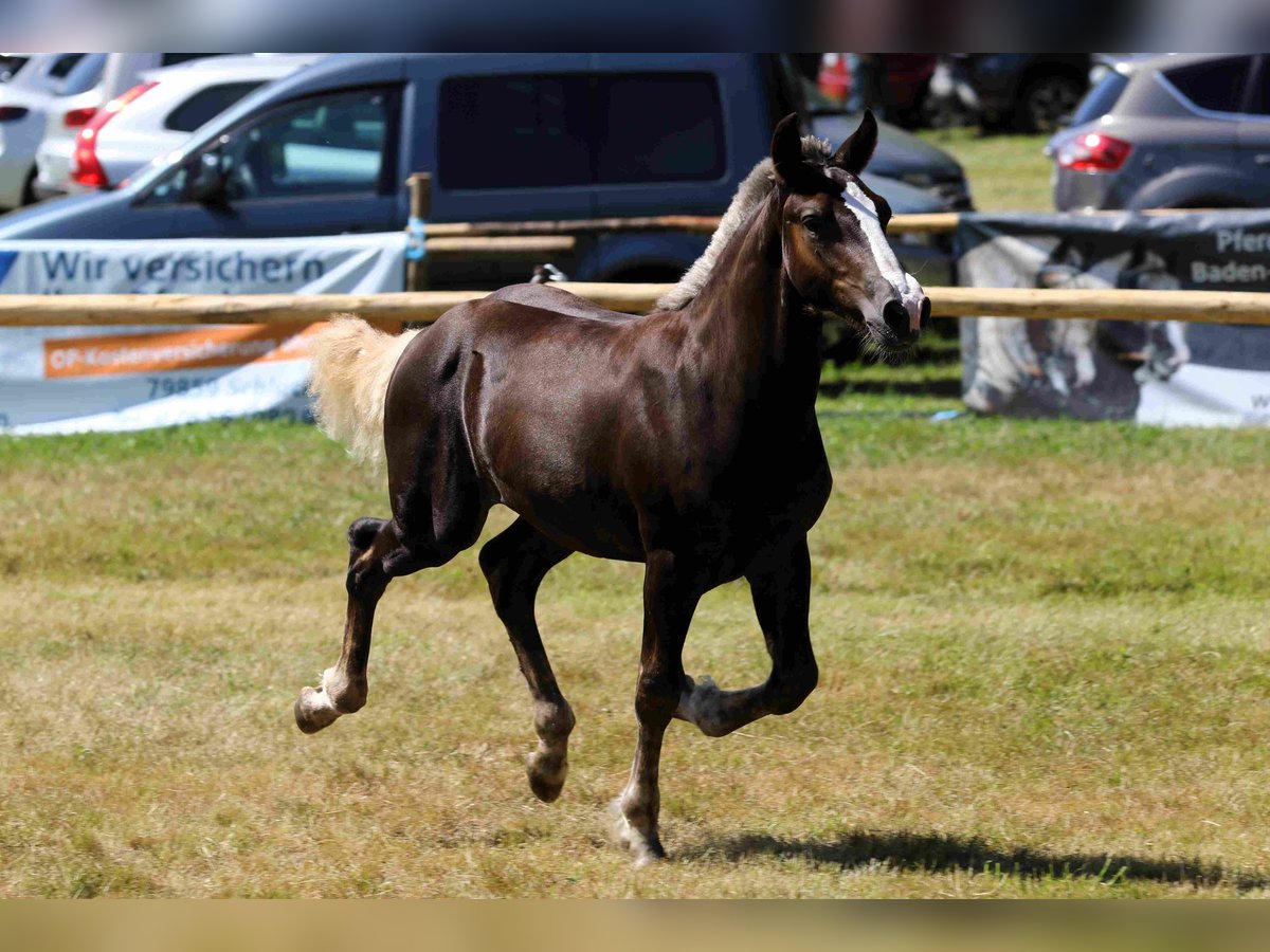 Black Forest-häst Hingst 1 år Fux in Hofstetten