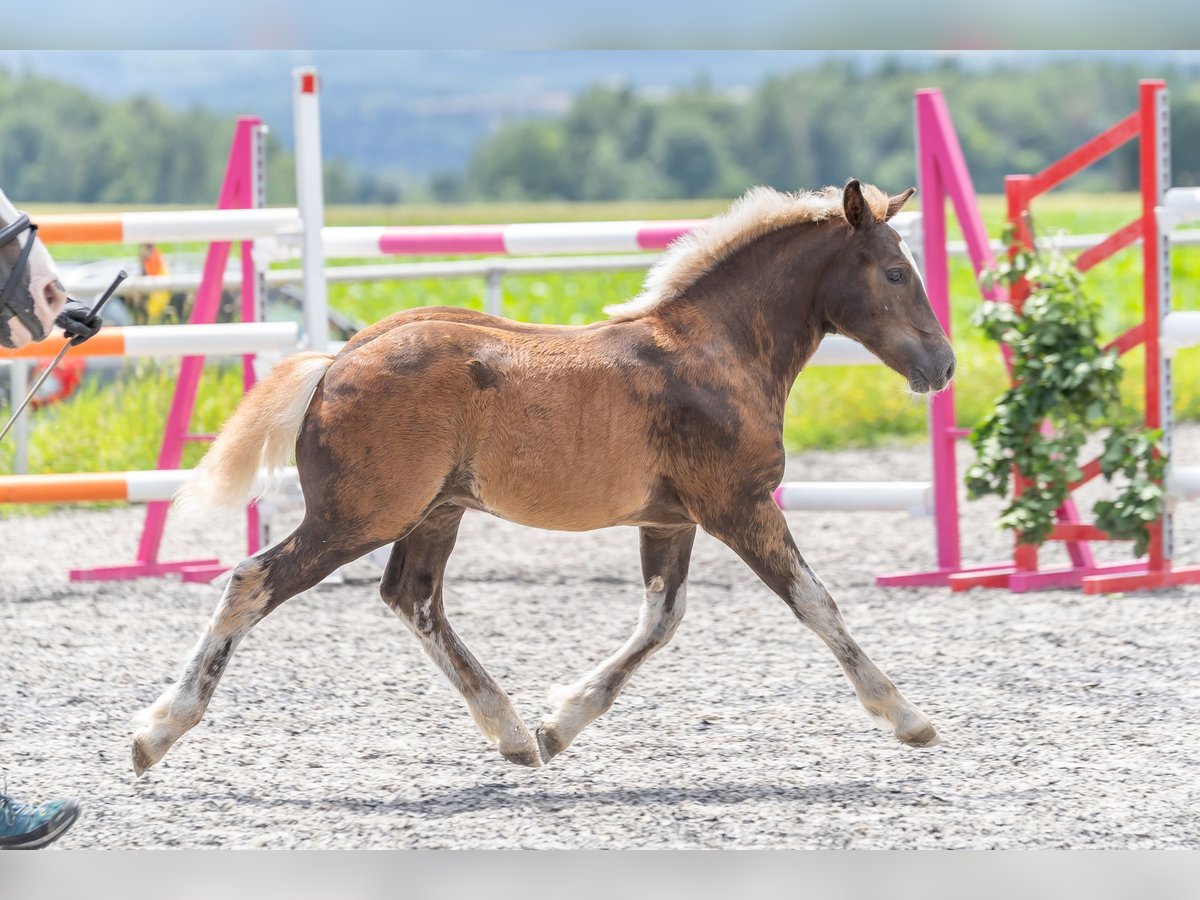 Black Forest-häst Hingst Föl (04/2024) Fux in Knittlingen