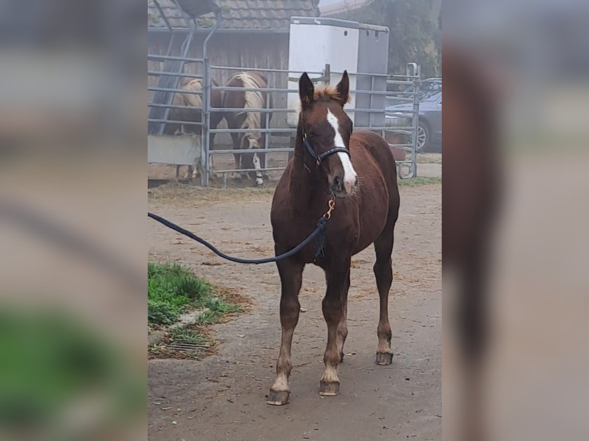 Black Forest-häst Hingst Föl (06/2024) Fux in Albstadt