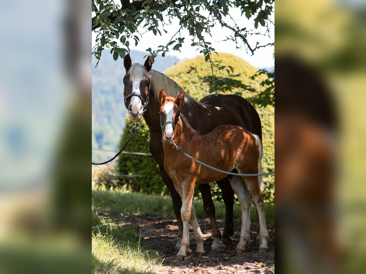 Black Forest-häst Hingst Föl (04/2024) fux in Haslach