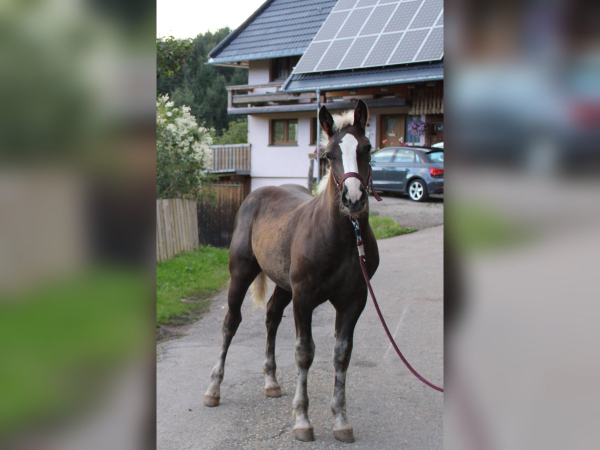 Black Forest-häst Hingst Föl (05/2024) fux in Gütenbach