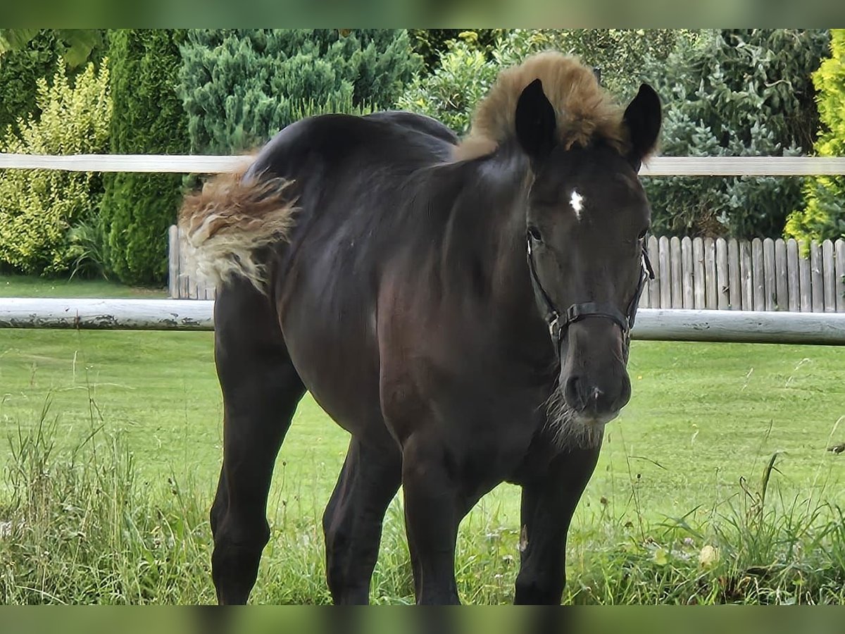 Black Forest-häst Hingst Föl (03/2024) Fux in Bad Wurzach