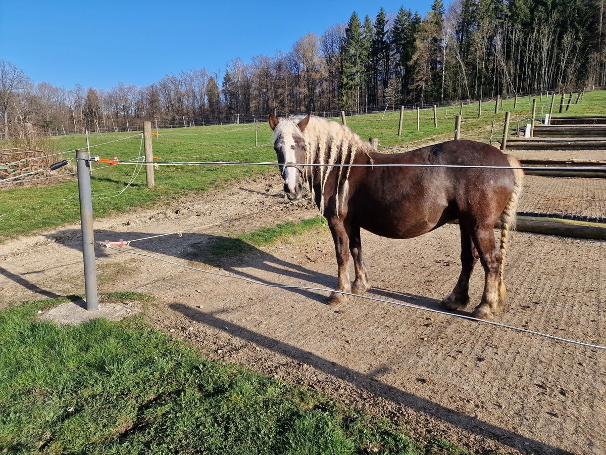 Black Forest-häst Sto 13 år 155 cm Fux in Reutlingen