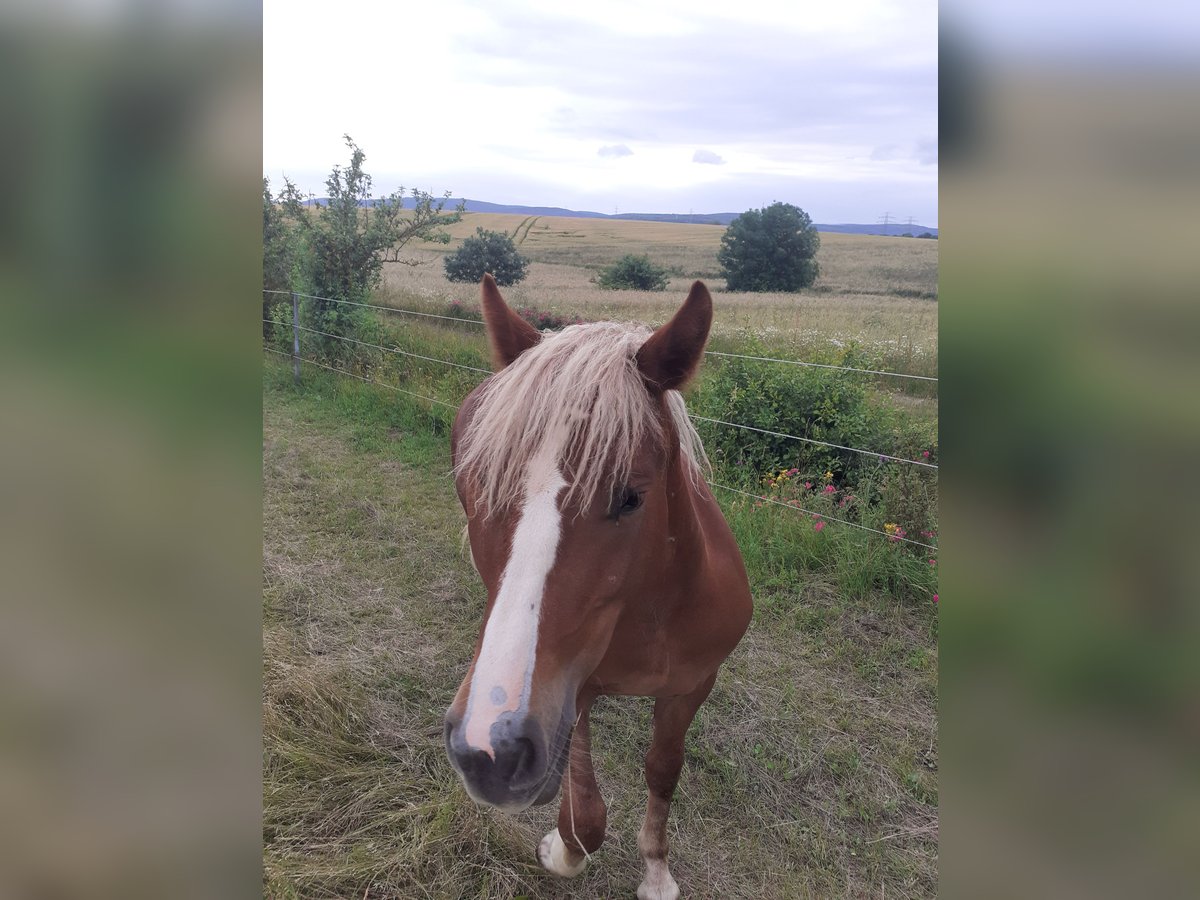 Black Forest-häst Sto 1 år Fux in Arnstadt