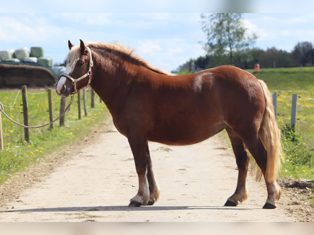 Black Forest-häst Sto 4 år 148 cm Fux in Homberg (Ohm)