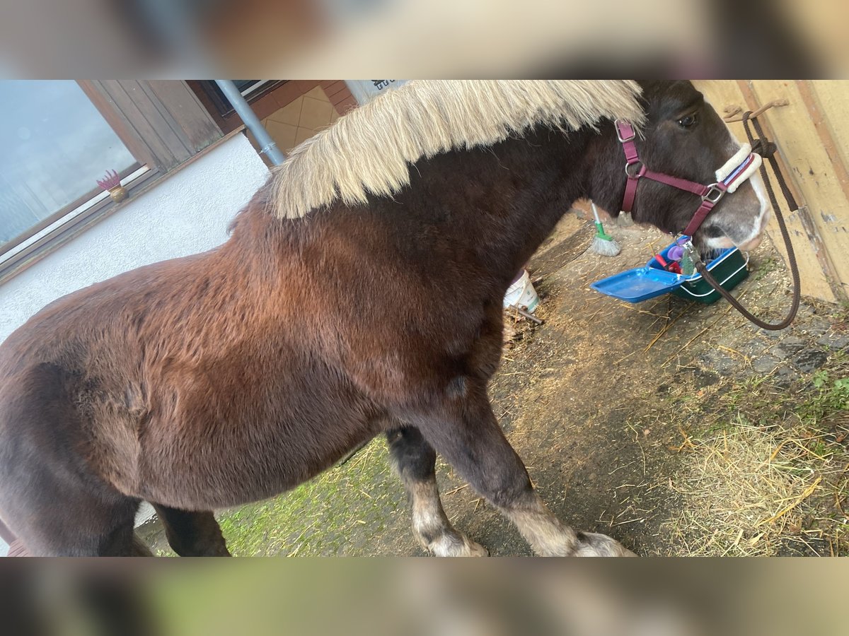 Black Forest Horse Gelding 10 years 15,1 hh Chestnut in Freiensteinau