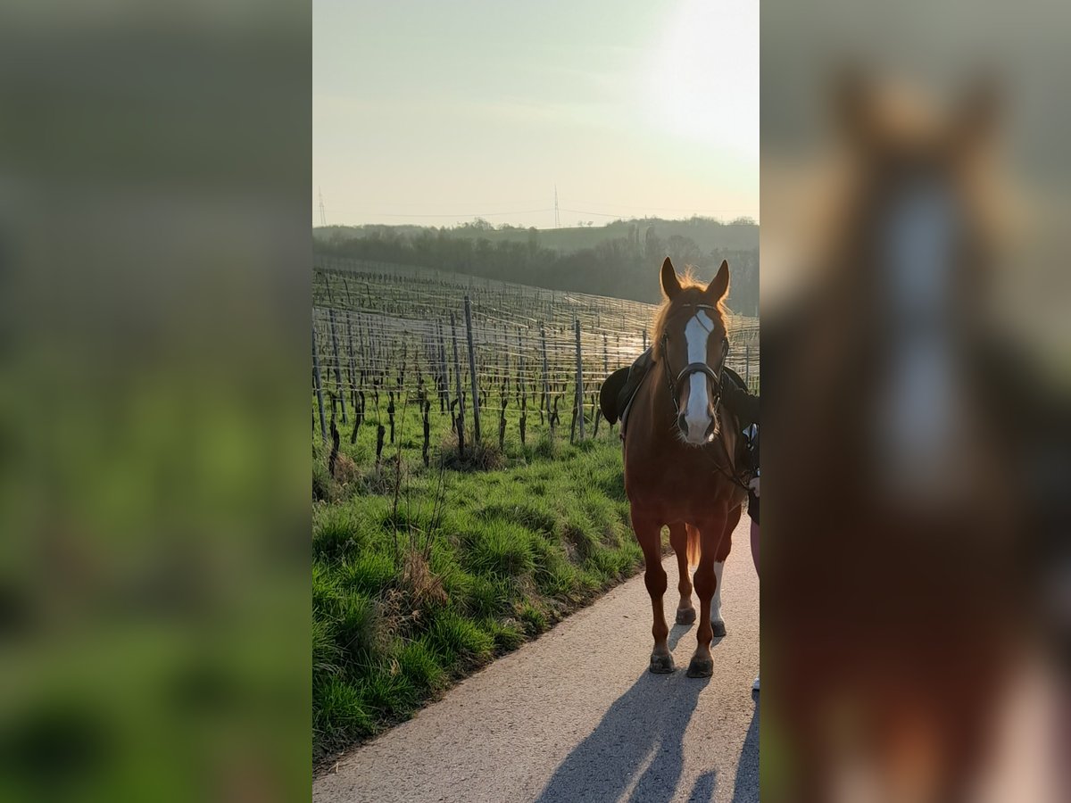 Black Forest Horse Gelding 10 years 16,2 hh Chestnut-Red in Malsch