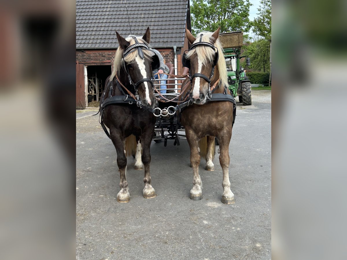 Black Forest Horse Gelding 11 years 15,1 hh Chestnut in Hamm