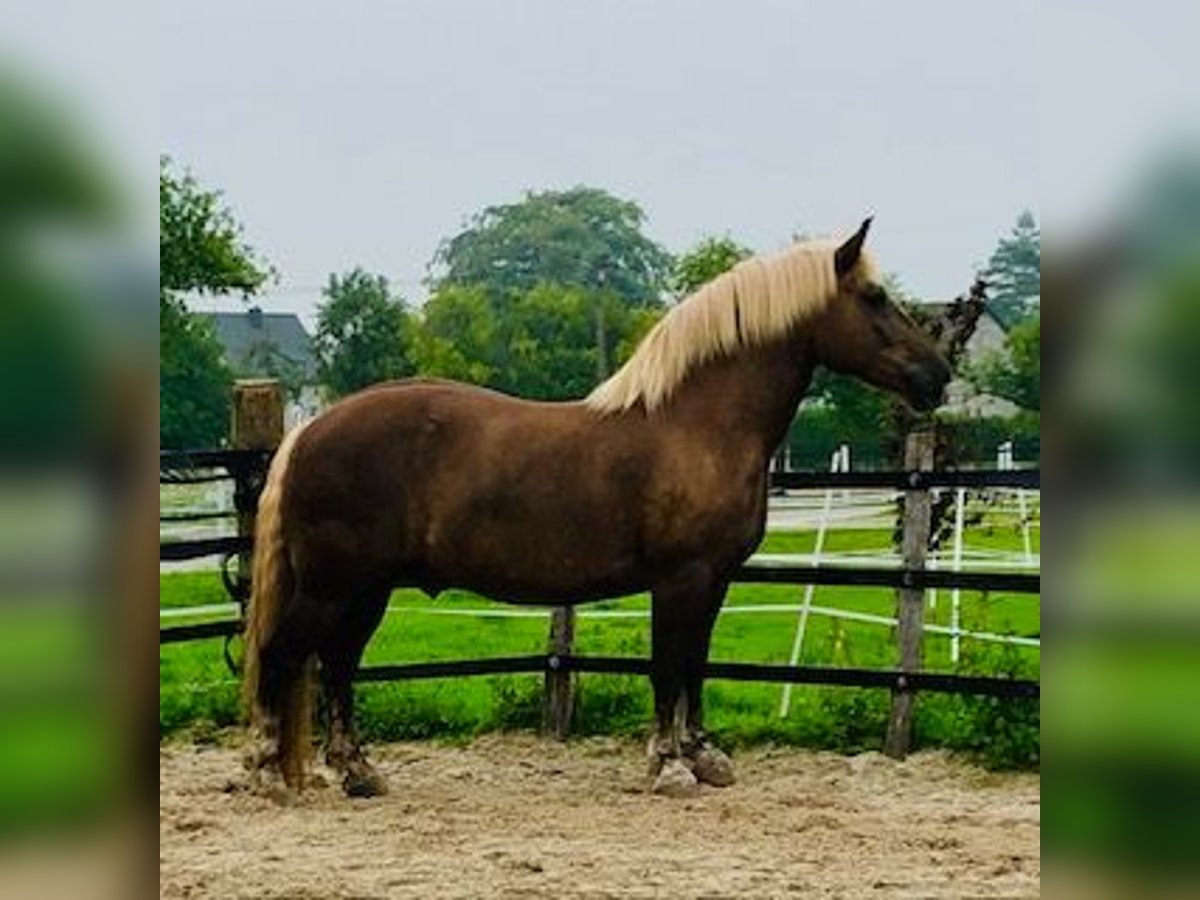 Black Forest Horse Gelding 13 years 16 hh Chestnut in Stolberg (Rheinland)