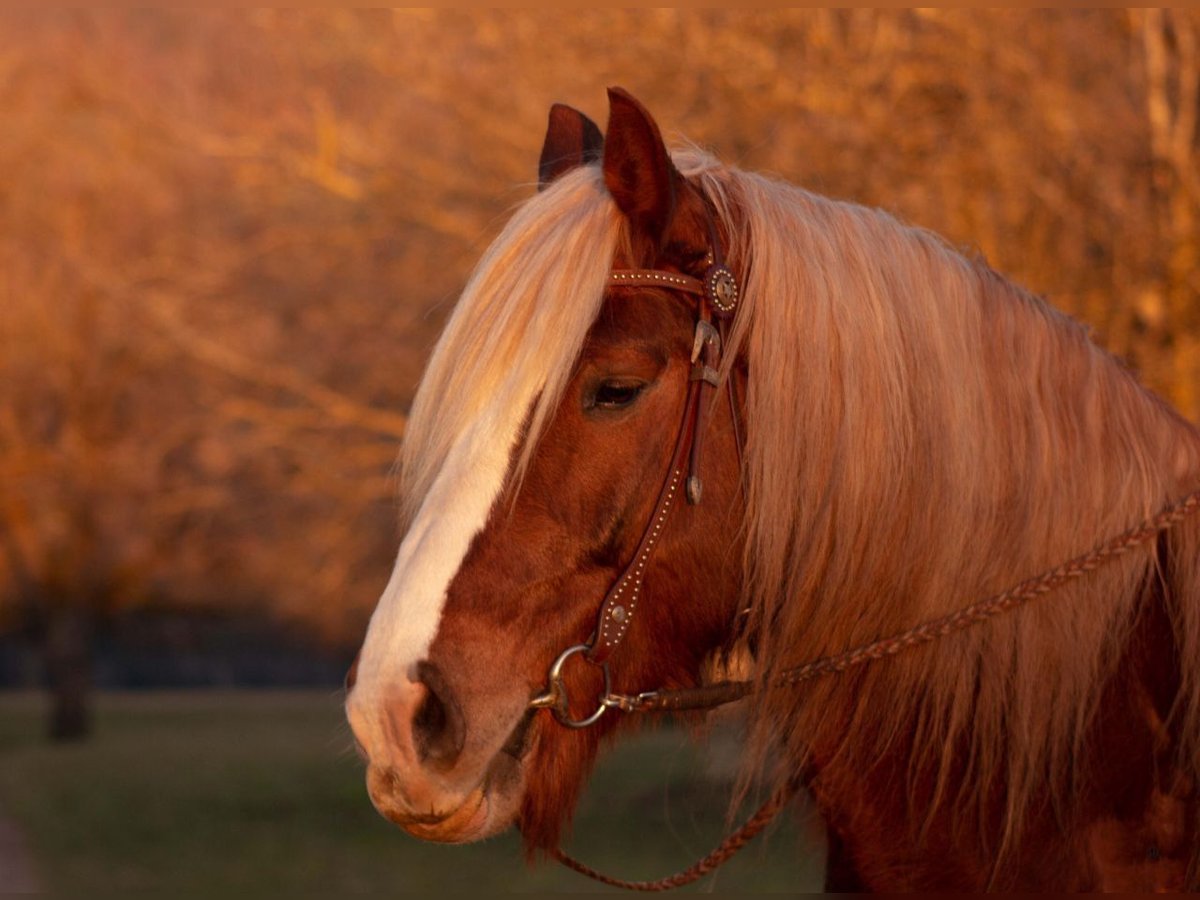 Black Forest Horse Gelding 15 years 16 hh Chestnut in Wehr