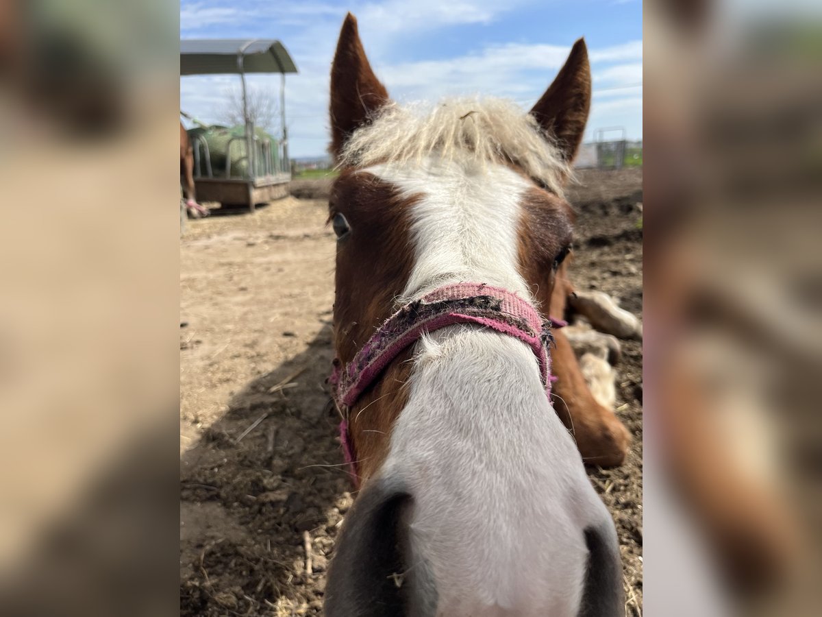 Black Forest Horse Gelding 1 year Chestnut-Red in Reichelsheim