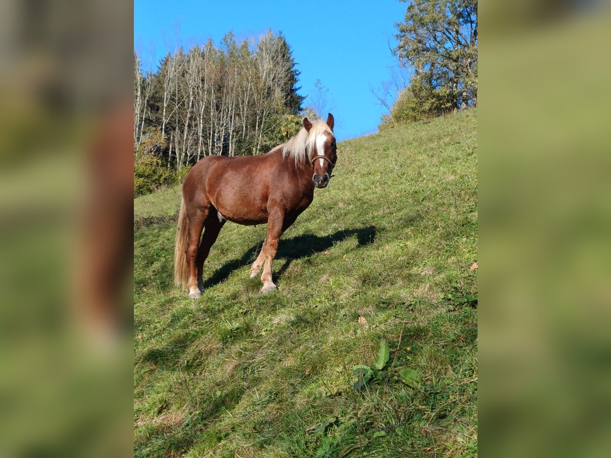 Black Forest Horse Gelding 3 years 14,2 hh Chestnut in Schuttertal