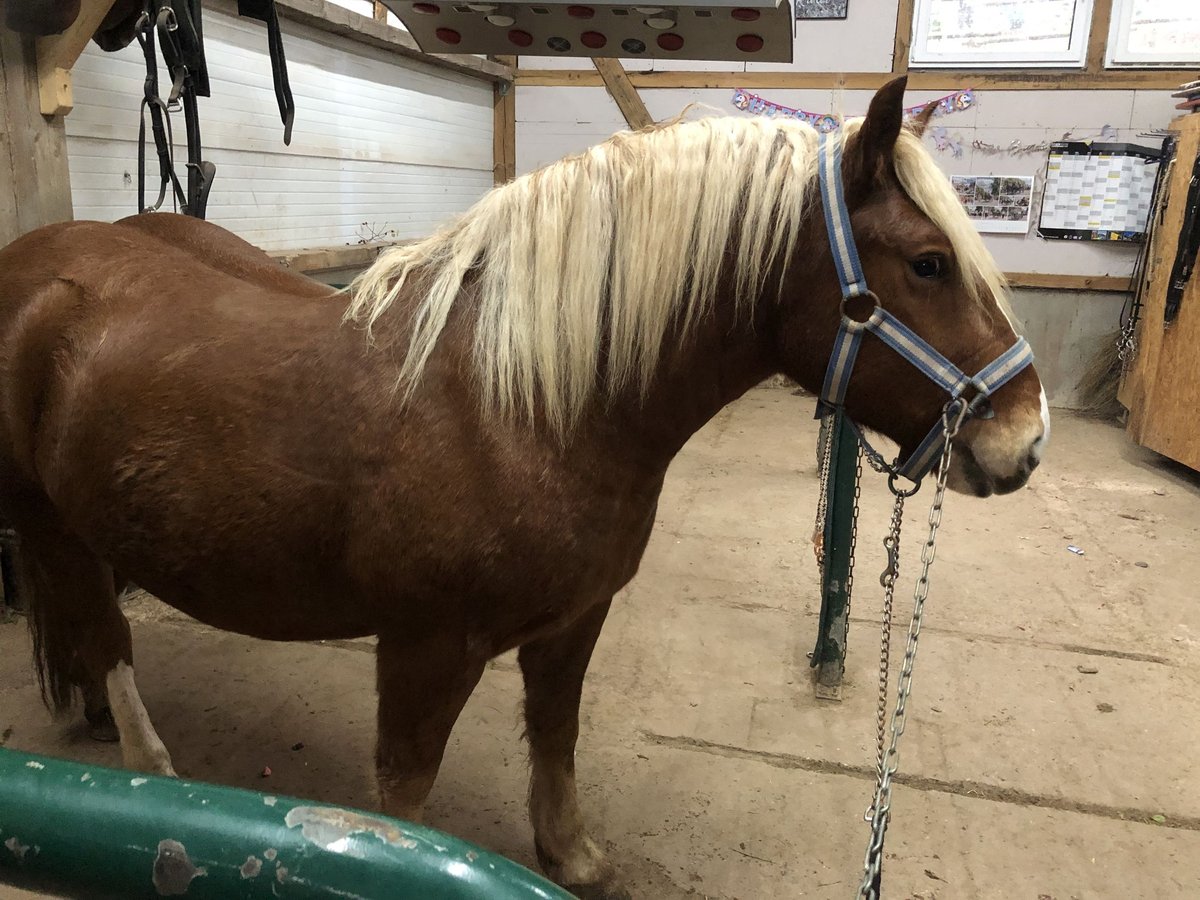 Black Forest Horse Mix Gelding 3 years 14,2 hh Chestnut-Red in Auenwald