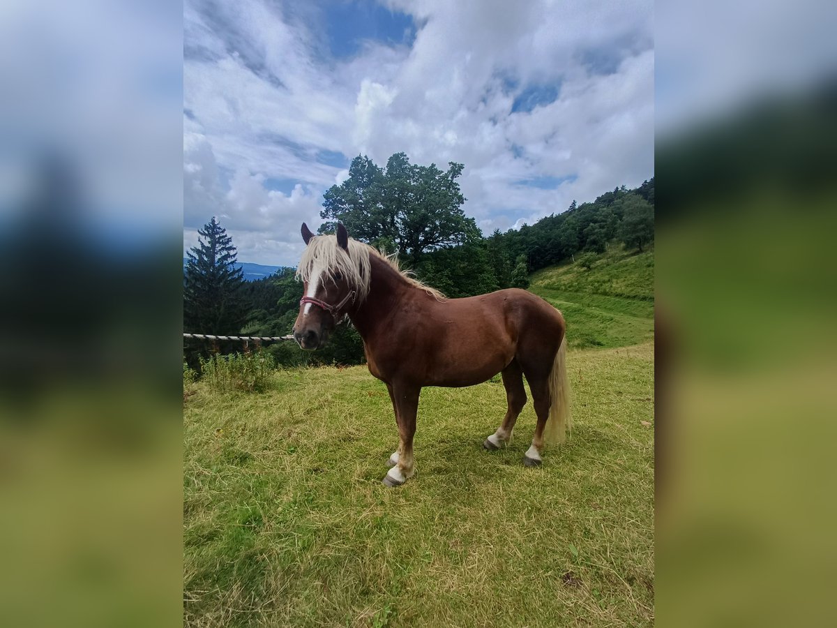 Black Forest Horse Gelding 3 years 14,3 hh Chestnut-Red in Schuttertal Black Forest Horse Gelding 3 years 14,3 hh Chestnut-Red in Schuttertal