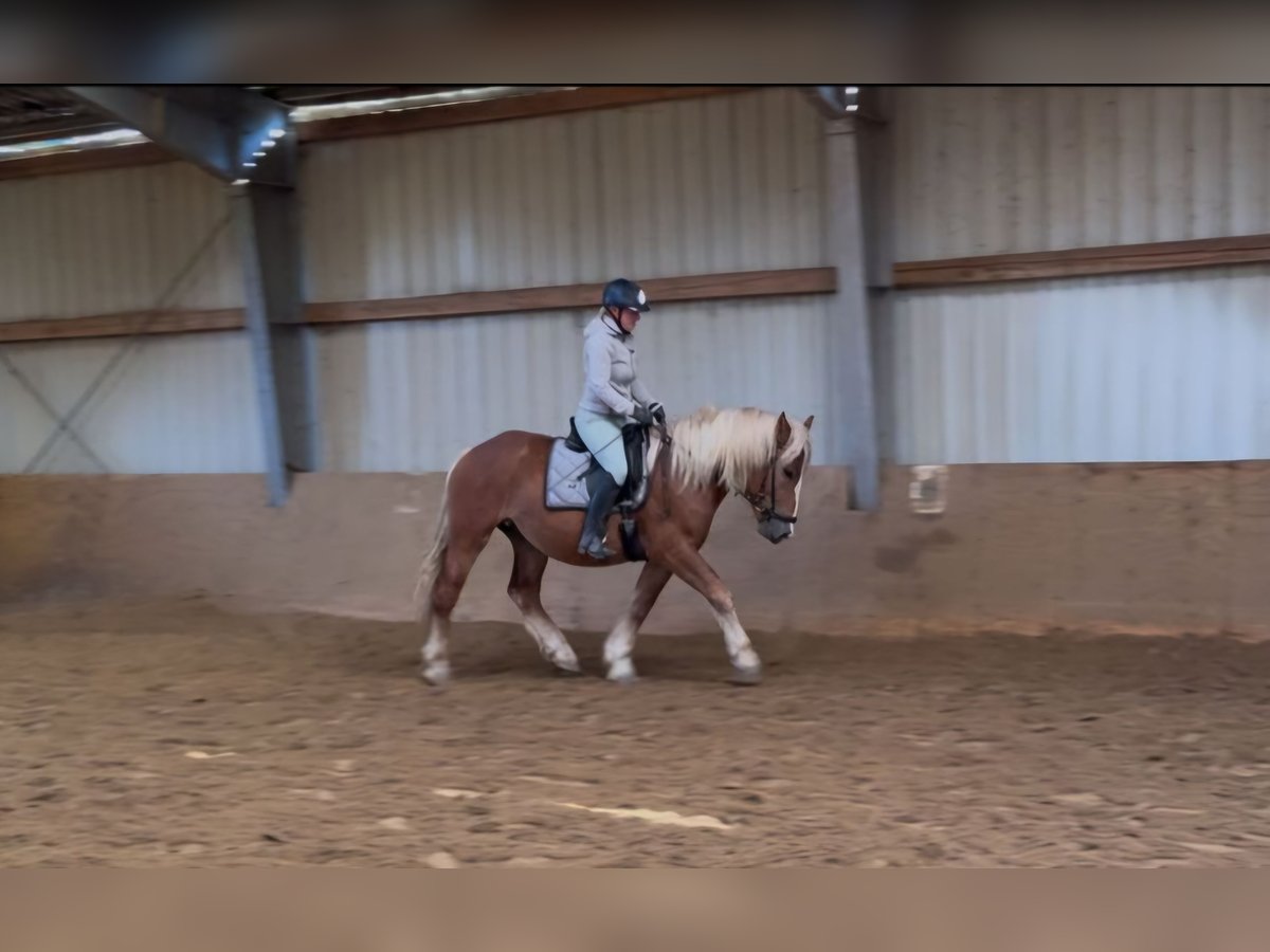 Black Forest Horse Mix Gelding 4 years 15,1 hh Chestnut-Red in M&#xFC;lheim an der Ruhr