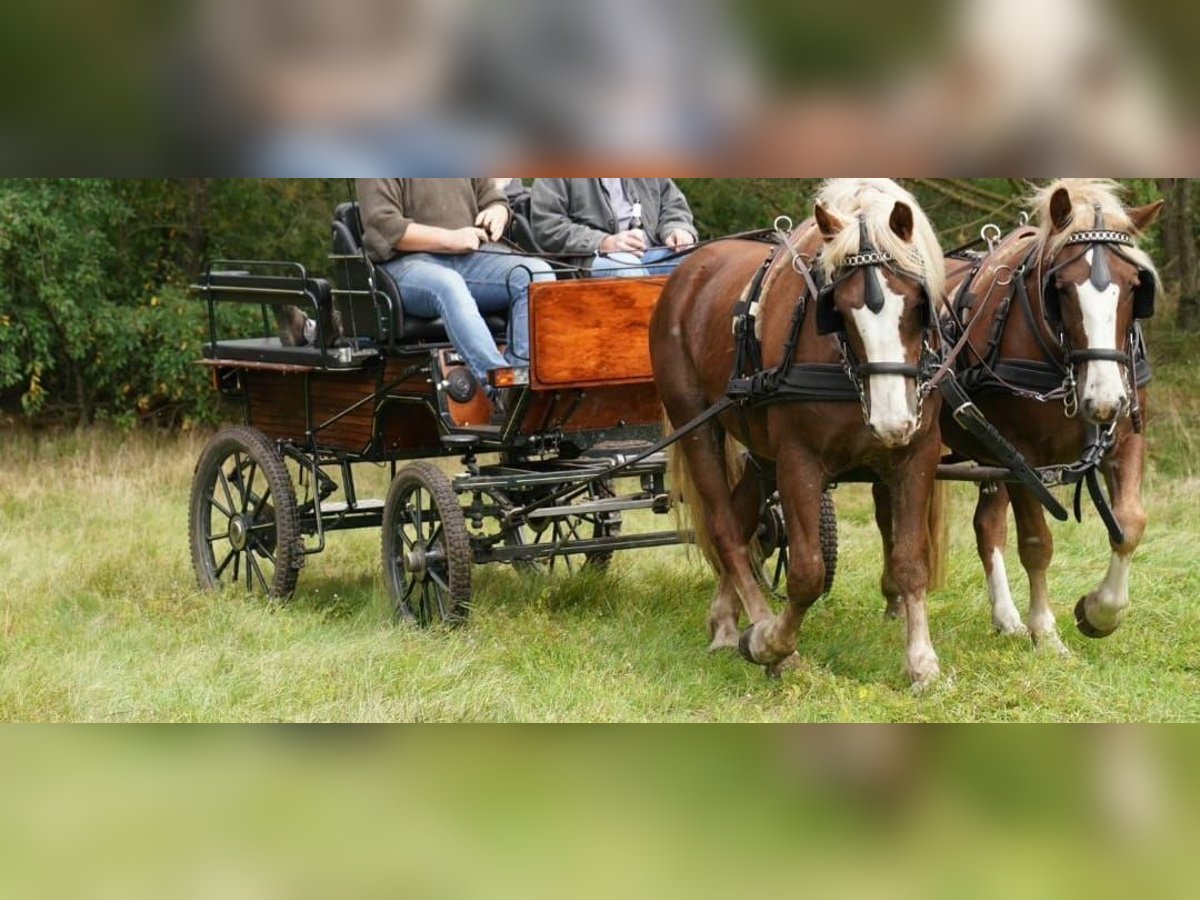 Black Forest Horse Gelding 5 years 15 hh Chestnut-Red in Sch&#xFC;ttorf