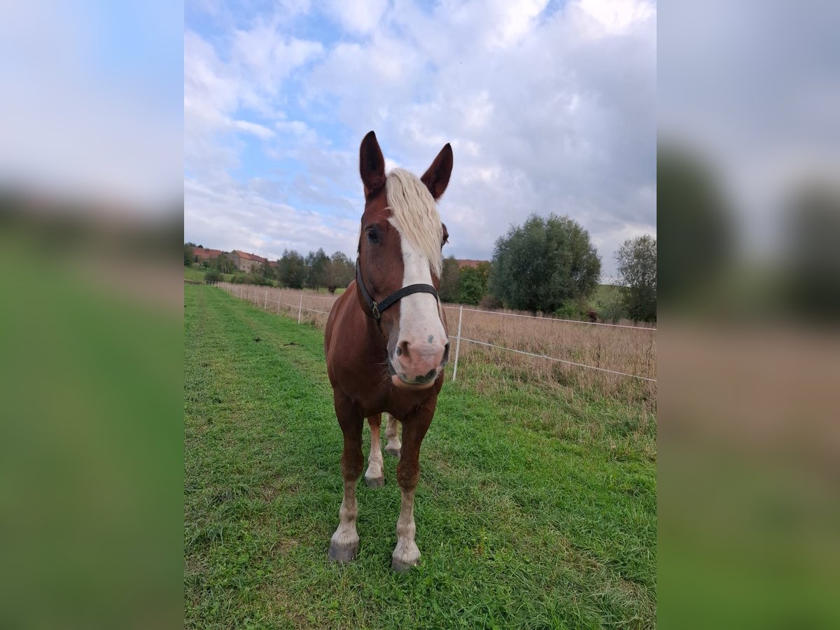 Black Forest Horse Gelding 6 years 16 hh Chestnut in Weißenberg Black Forest Horse Gelding 6 years 16 hh Chestnut in Weißenberg