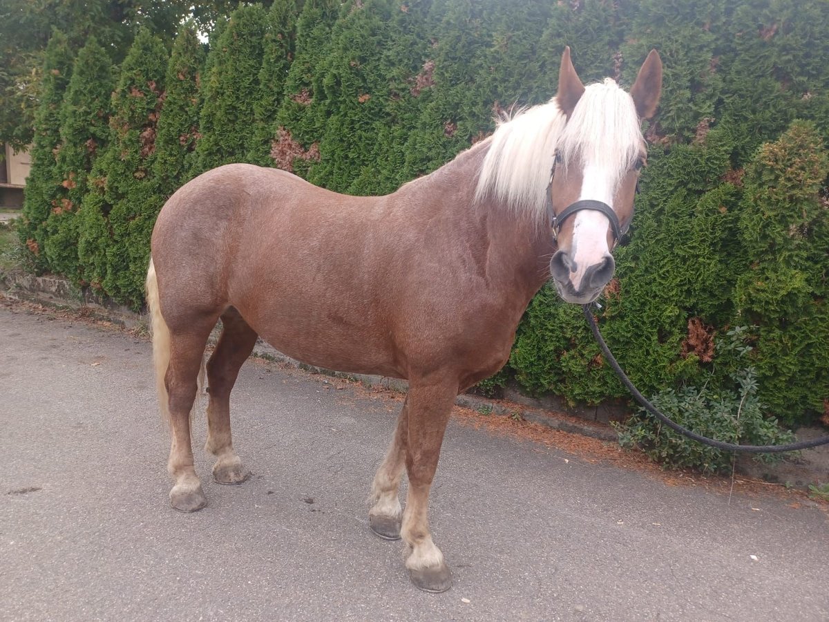 Black Forest Horse Gelding 7 years 16 hh Chestnut-Red in G&#xFC;glingen