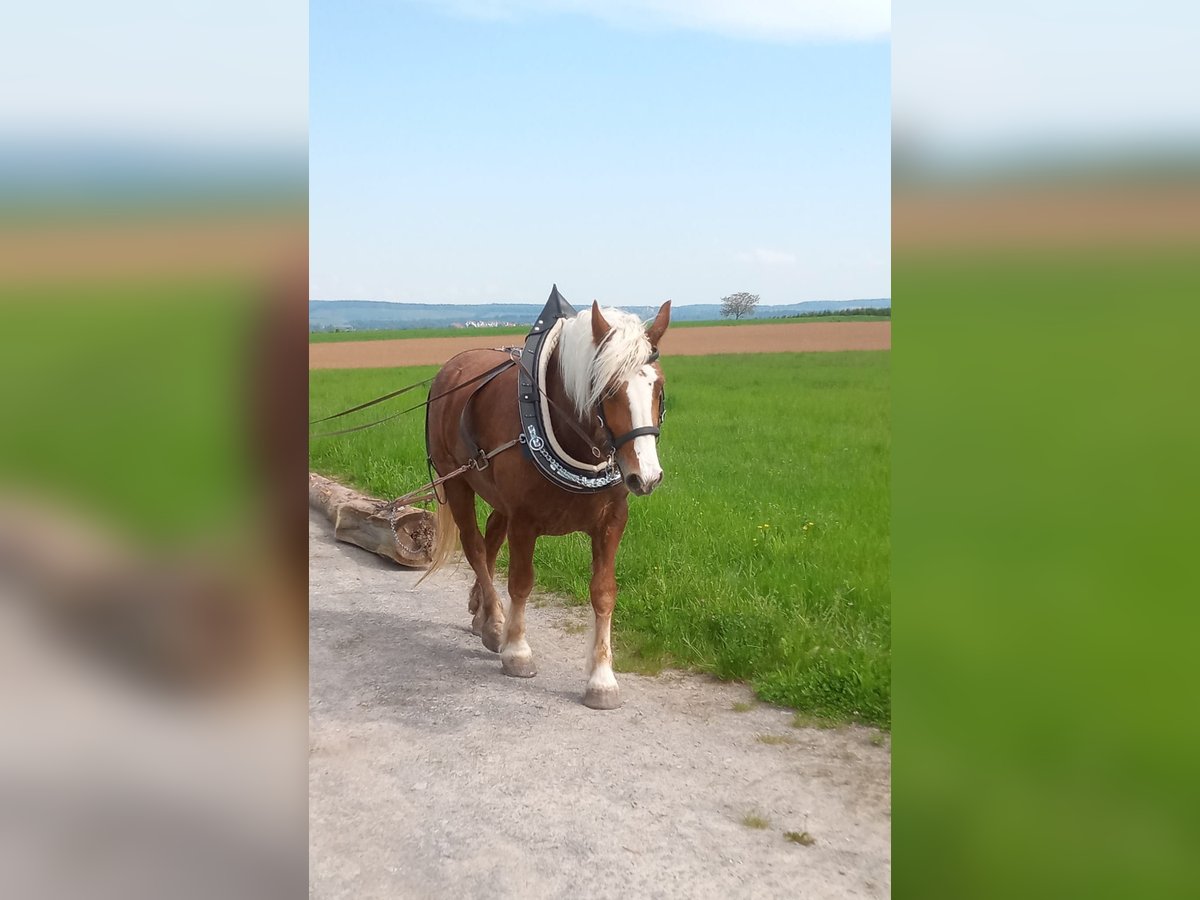 Black Forest Horse Gelding 7 years 16 hh Chestnut-Red in G&#xFC;glingen
