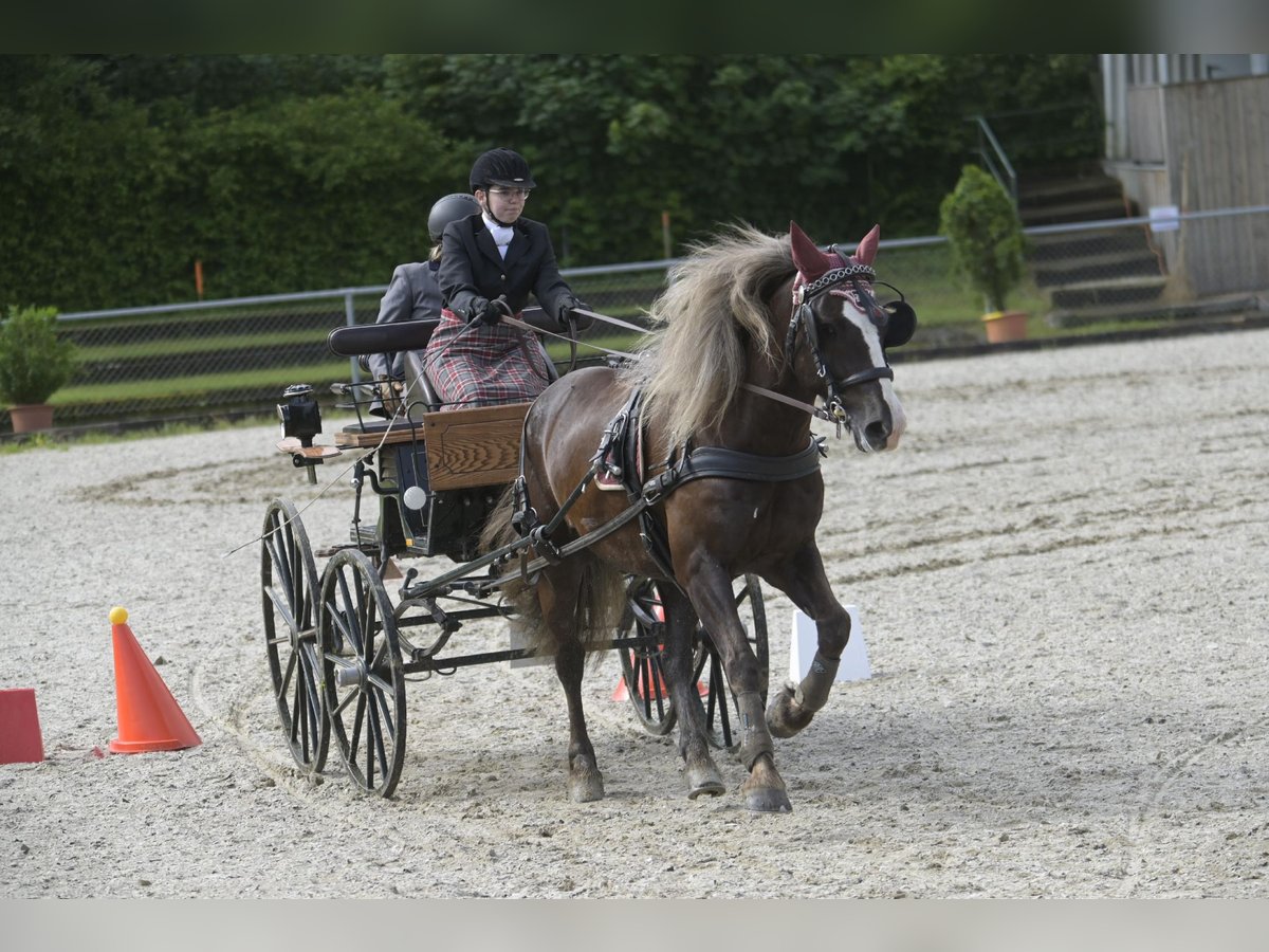 Black Forest Horse Gelding 8 years 15,1 hh Chestnut in Schlattingen