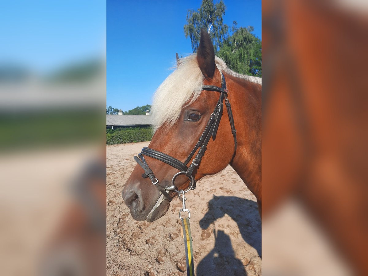 Black Forest Horse Mix Mare 11 years 14,3 hh Chestnut-Red in Bernstadt auf dem Eigen