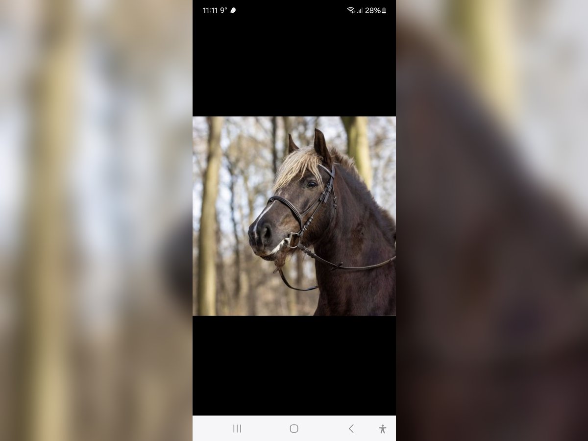 Black Forest Horse Mare 11 years 14,2 hh Chestnut in Gangelt