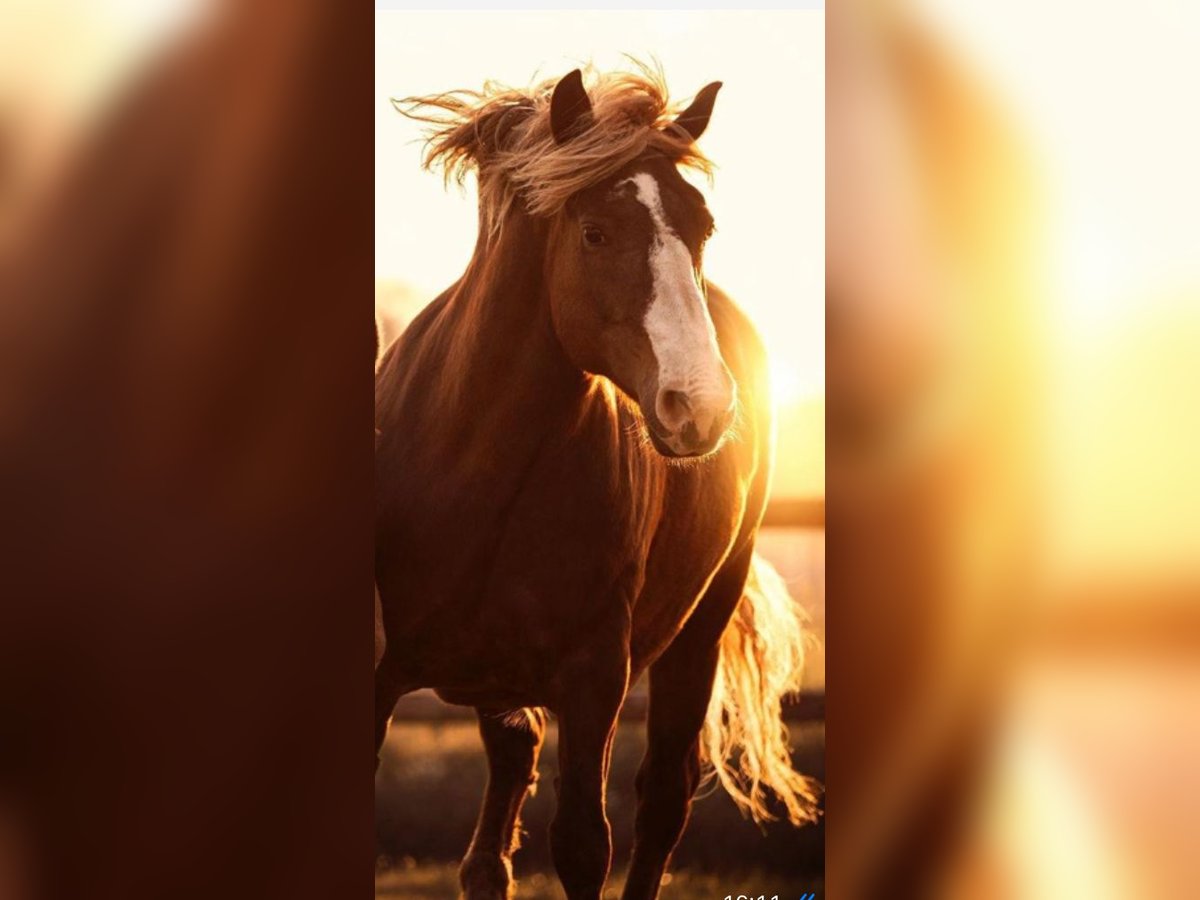 Black Forest Horse Mare 13 years 15 hh Brown in Egmond aan den hoef