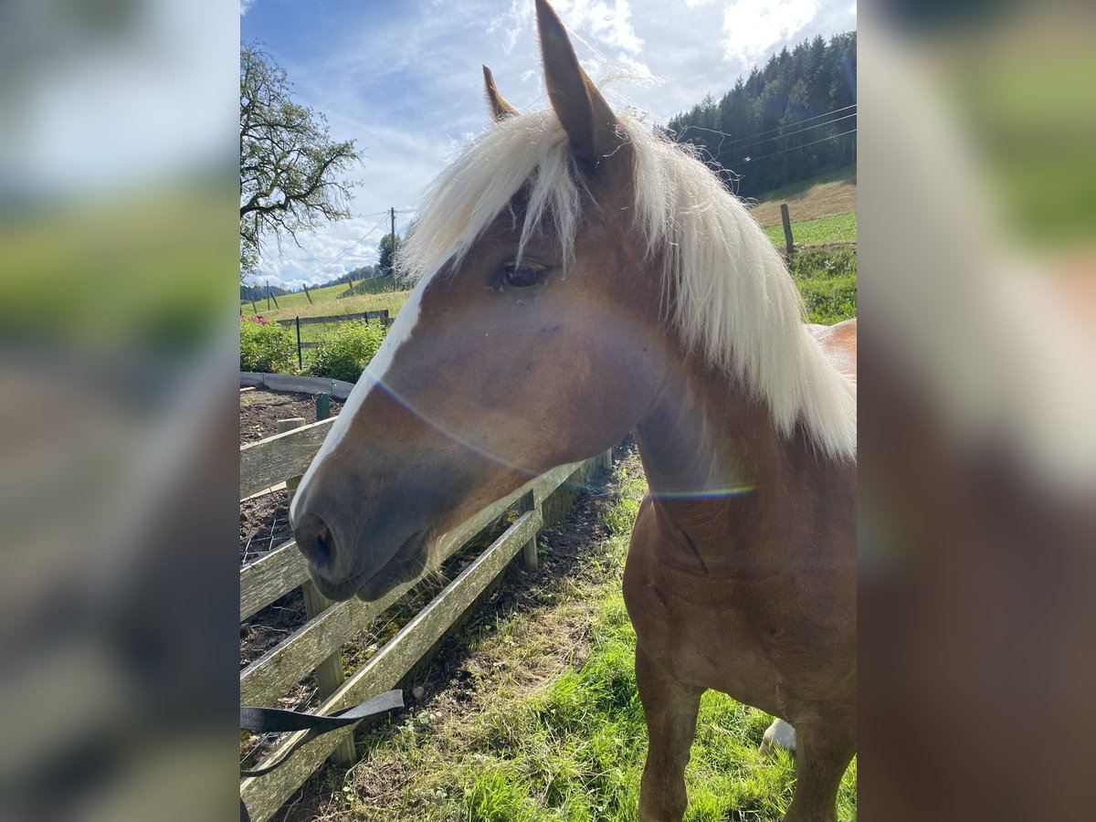 Black Forest Horse Mare 1 year 15 hh Chestnut-Red in Waldkirch