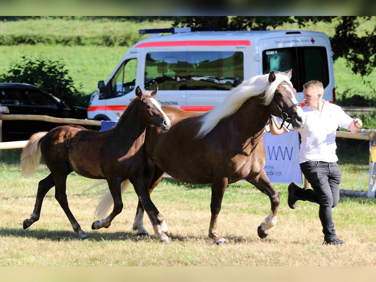 Black Forest Horse Mare 1 year Chestnut-Red in Hofstetten