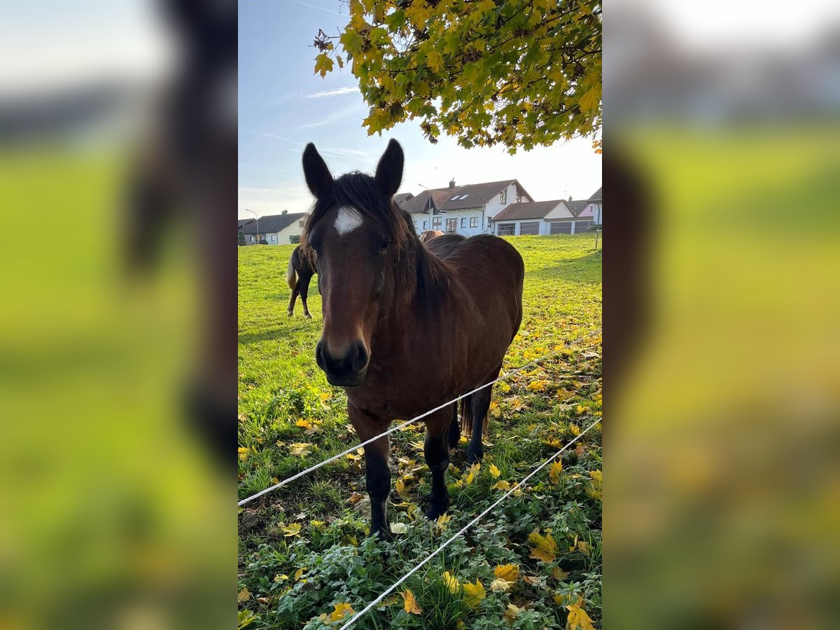 Black Forest Horse Mare 2 years 14,2 hh Brown in Sulz am Neckar