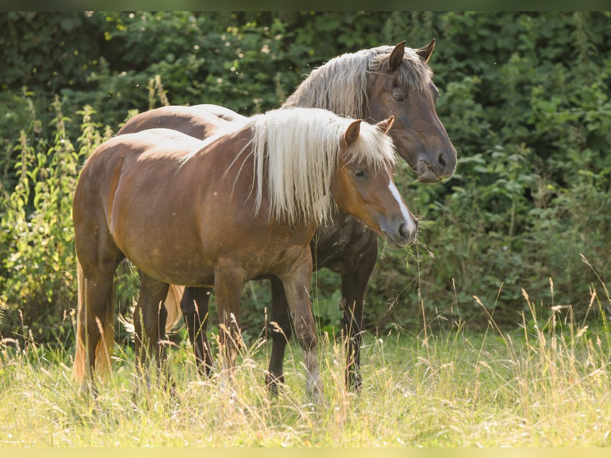 Black Forest Horse Mare 2 years 14,2 hh Chestnut in Babenhausen