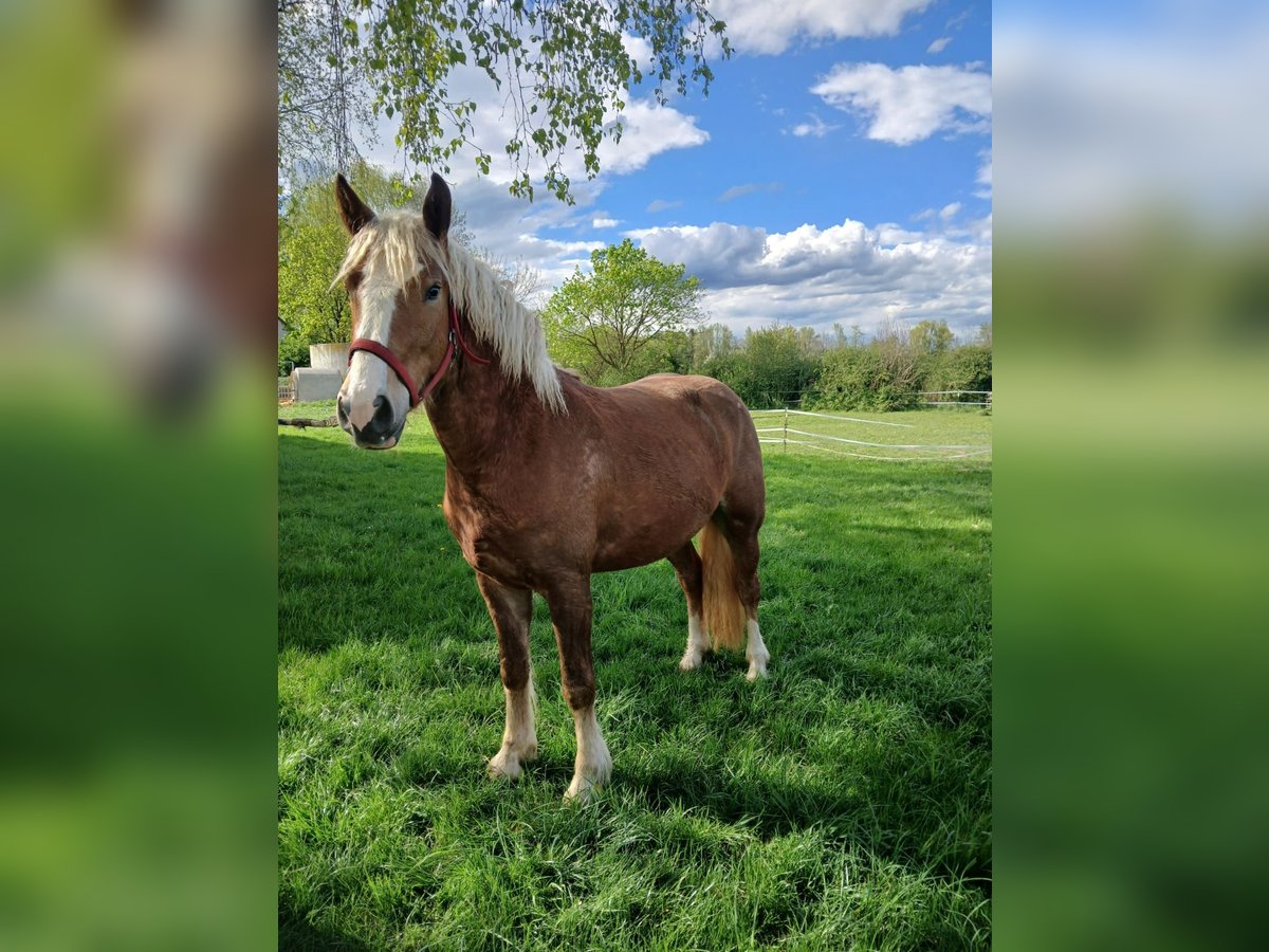 Black Forest Horse Mare 3 years 14,3 hh Chestnut-Red in Bobingen