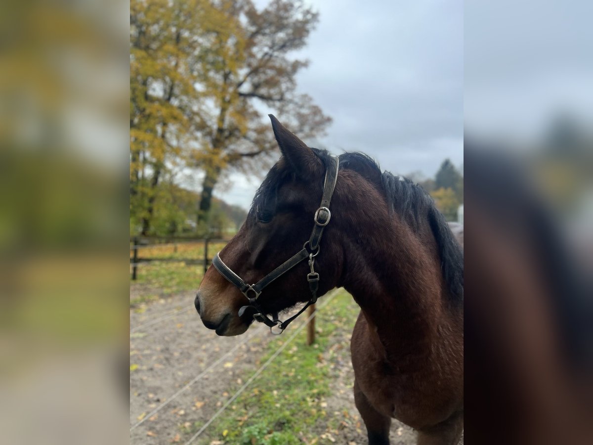 Black Forest Horse Mare 3 years 15,1 hh Brown in Ostfildern