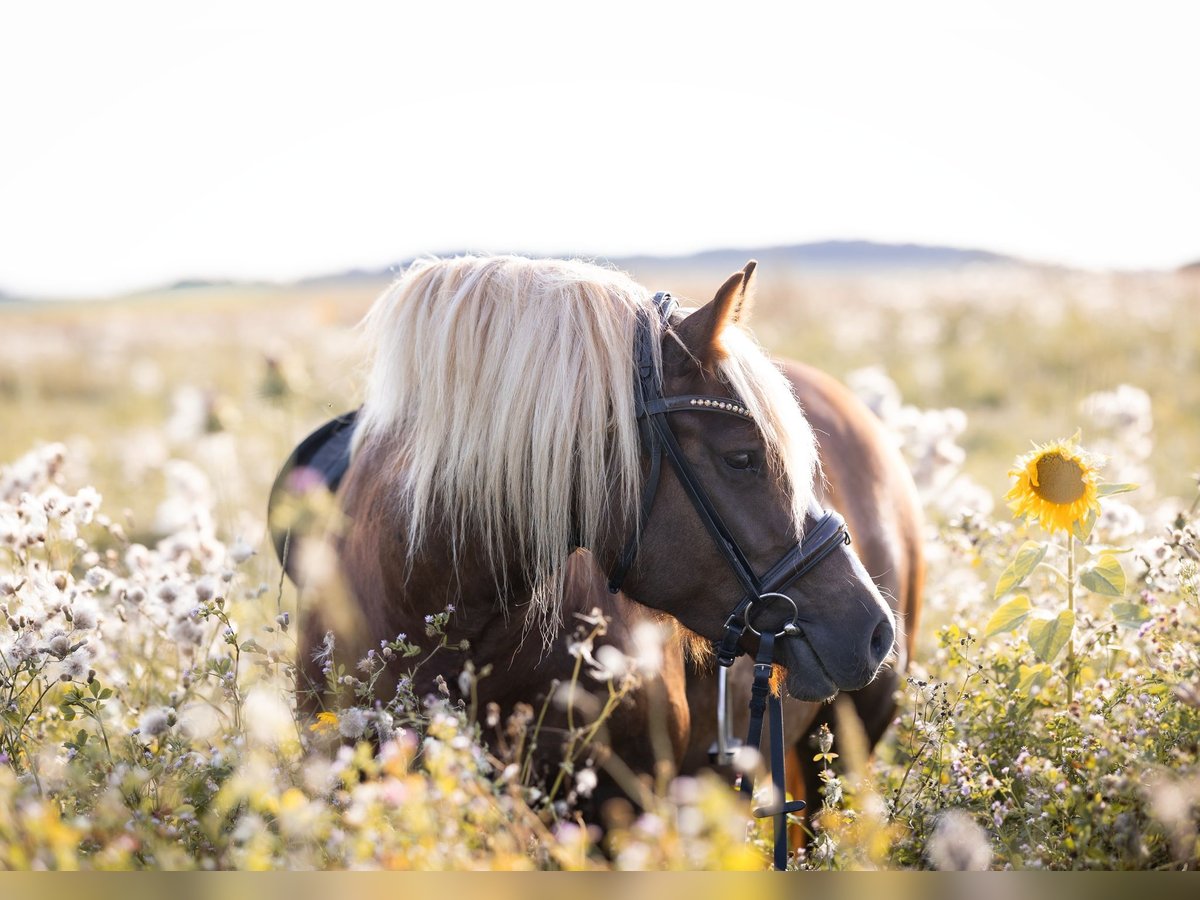 Black Forest Horse Mare 4 years 14,2 hh Chestnut in Grünberg