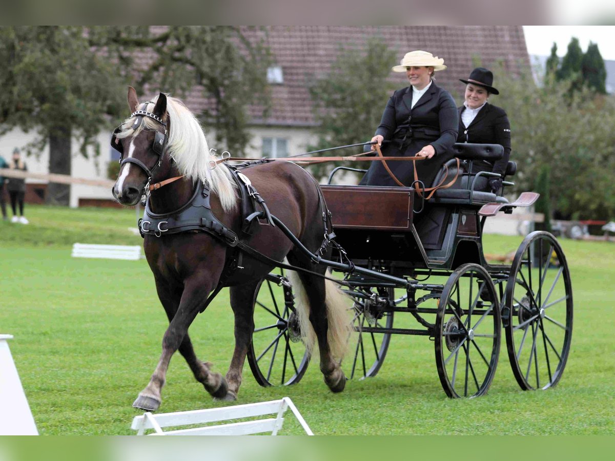 Black Forest Horse Mare 4 years 14,2 hh Chestnut in Offenburg