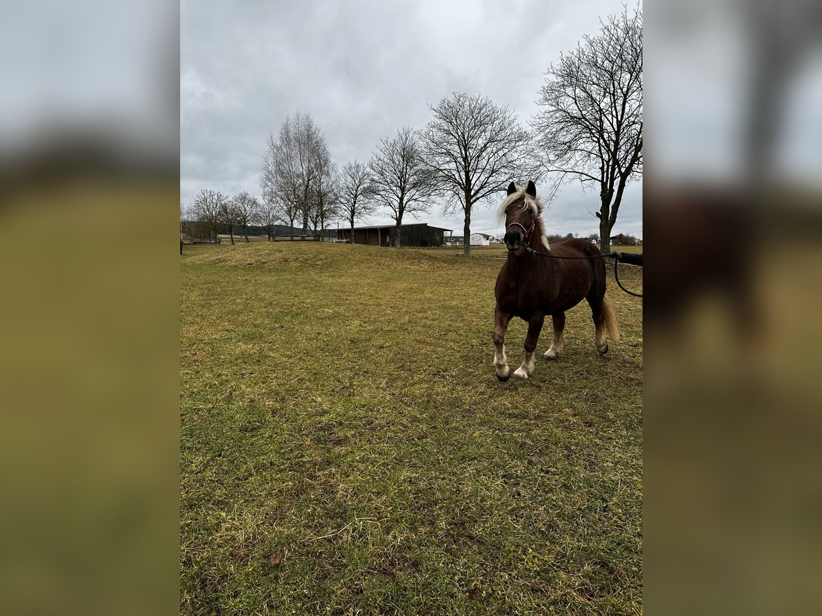 Black Forest Horse Mare 4 years 15,2 hh Chestnut-Red in Gunzenhausen