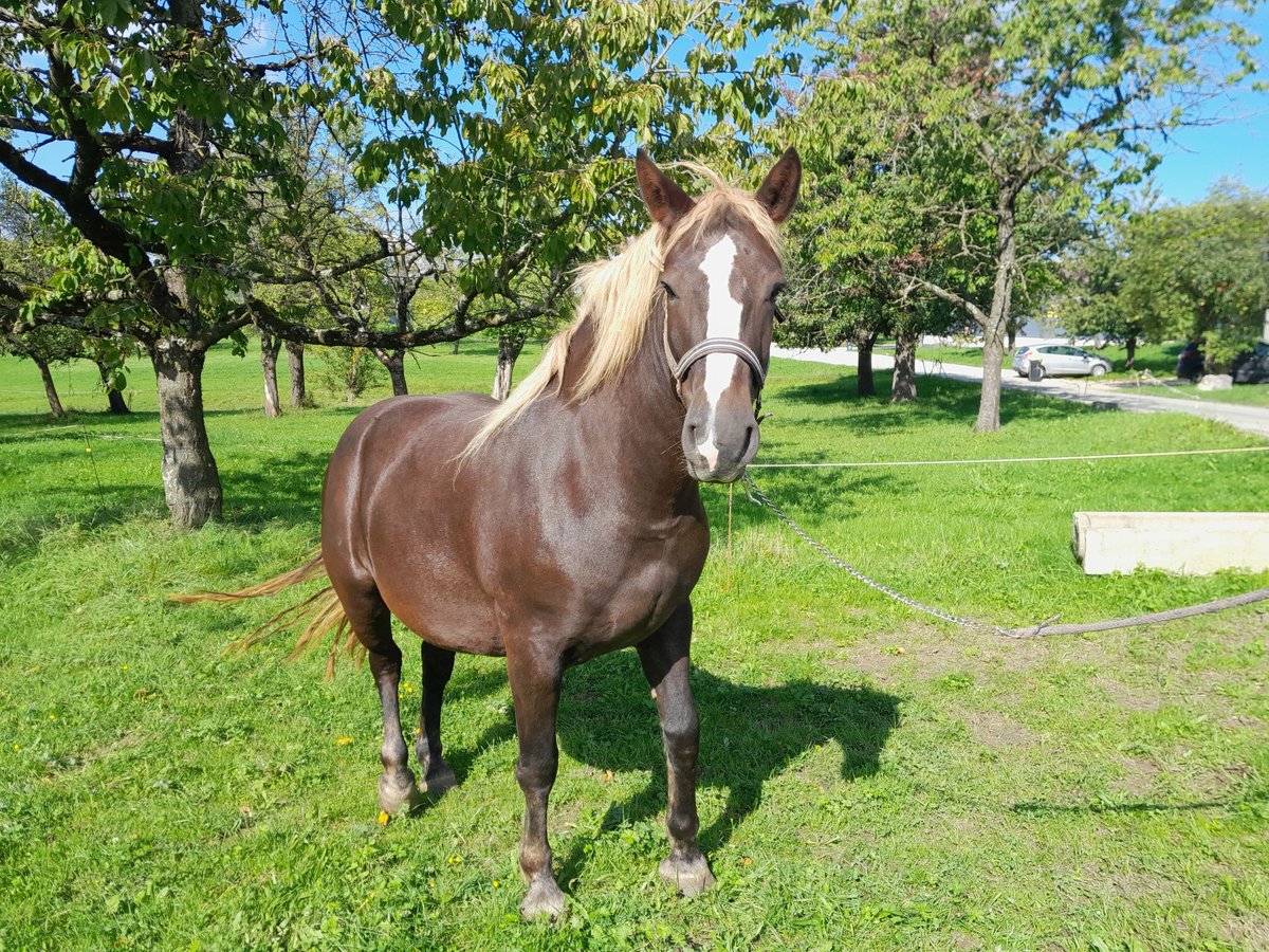 Black Forest Horse Mare 4 years Chestnut-Red in Beuren