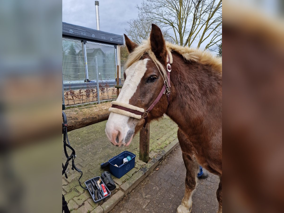 Black Forest Horse Mare 7 years 15 hh Chestnut in Düsseldorf