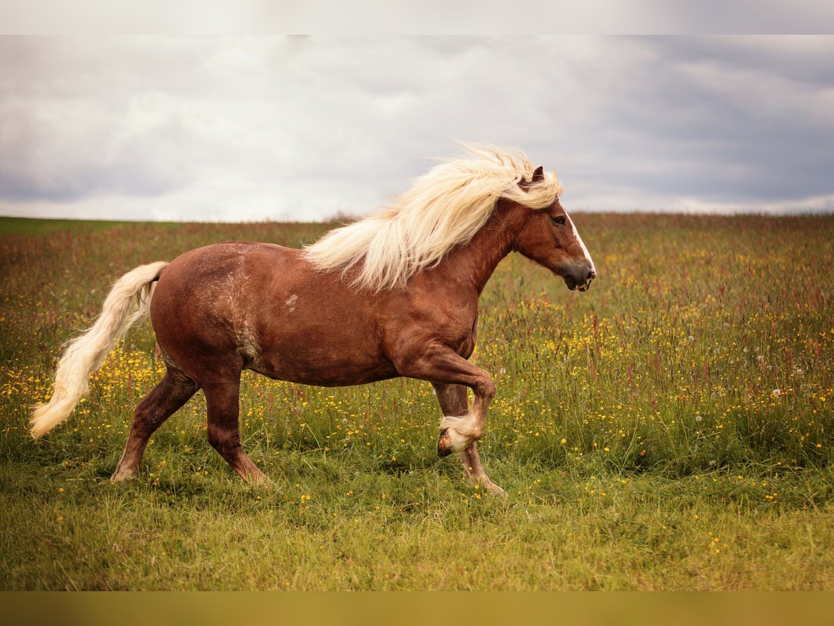 Black Forest Horse Mare 7 years 15,1 hh Chestnut in Zw&#xF6;nitz
