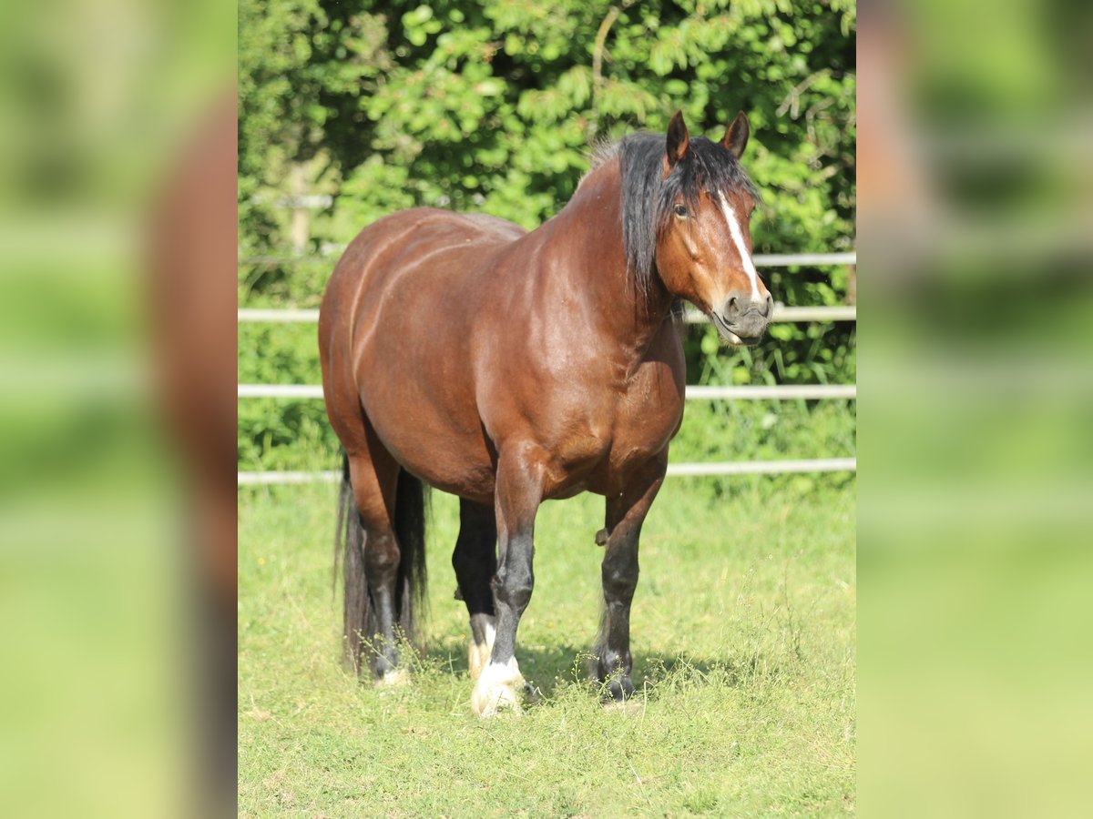 Black Forest Horse Mare 8 years 15 hh Brown in Waldshut-Tiengen
