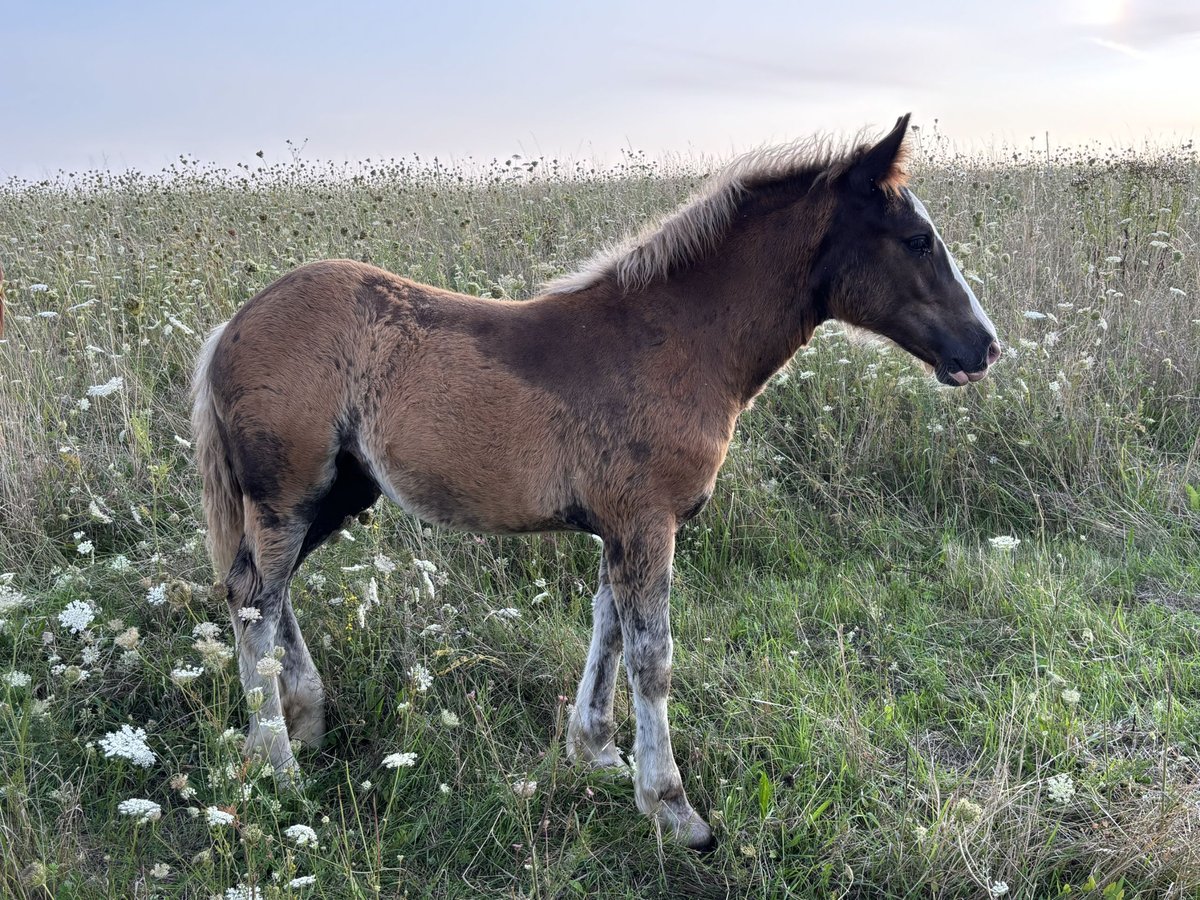 Black Forest Horse Mare Foal (04/2025) 15 hh Chestnut in Forchtenberg-Schleierhof