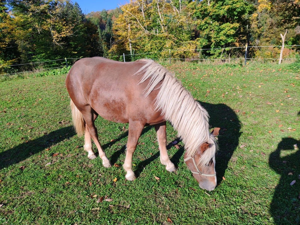 Black Forest Horse Mare Foal (06/2025) 15,1 hh Chestnut in &#xDC;hlingen-Birkendorf