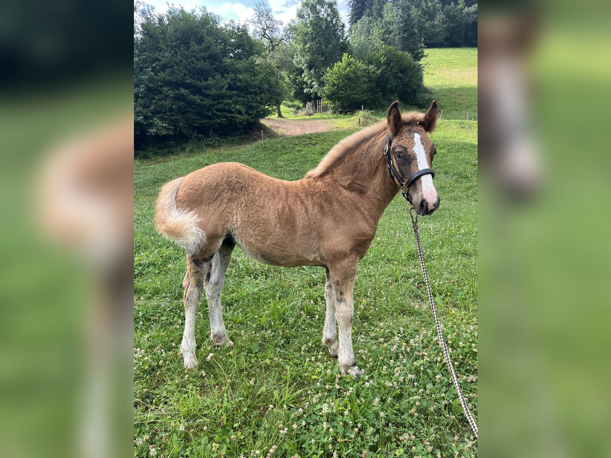 Black Forest Horse Mare  Chestnut in Stegen