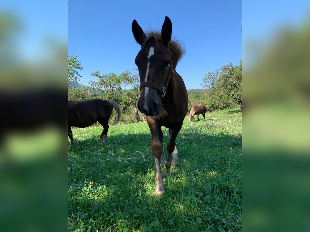 Black Forest Horse Mare Foal (04/2025) Chestnut-Red in Beuren