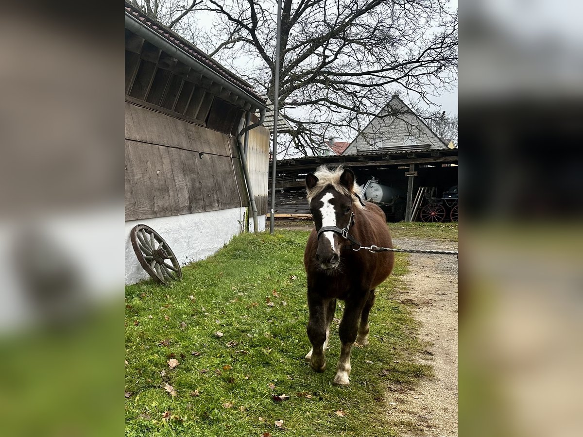 Black Forest Horse Mare  Chestnut-Red in Gunzenhausen