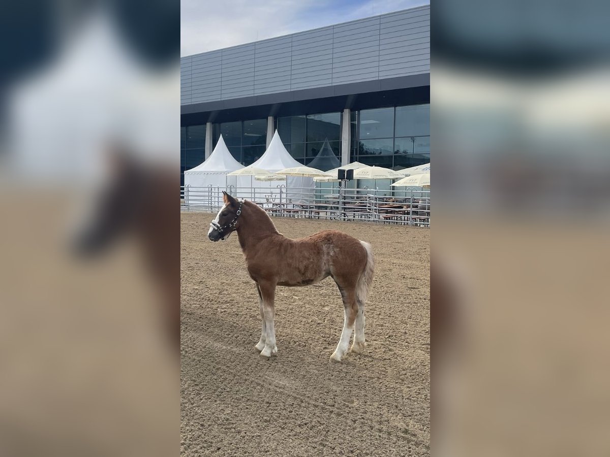 Black Forest Horse Mare  Chestnut-Red in Elzach
